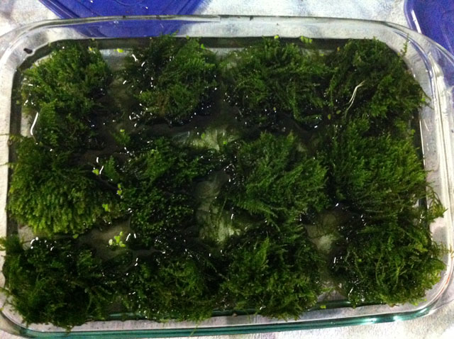 Pods growing off of Christmas moss, parasite plant or just apart of the moss?  : r/PlantedTank